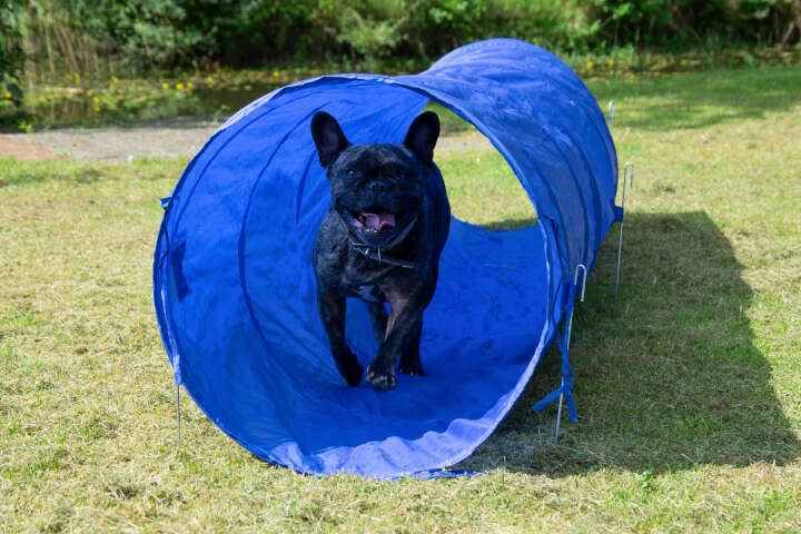 dobar Agility Tunnel